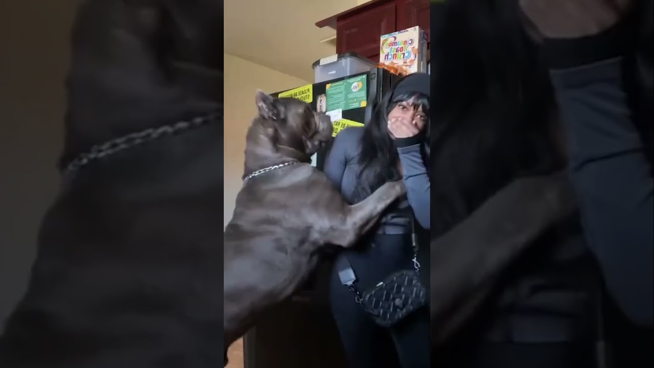 Goofy Great Dane Doesn't Realize How Big He Is #GreatDane #Cute #NationalPetParentDay