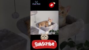 3 Simple Ways to Get Your Cat to Climb a Tree in 5 Minutes