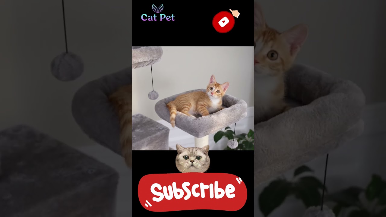 3 Simple Ways to Get Your Cat to Climb a Tree in 5 Minutes
