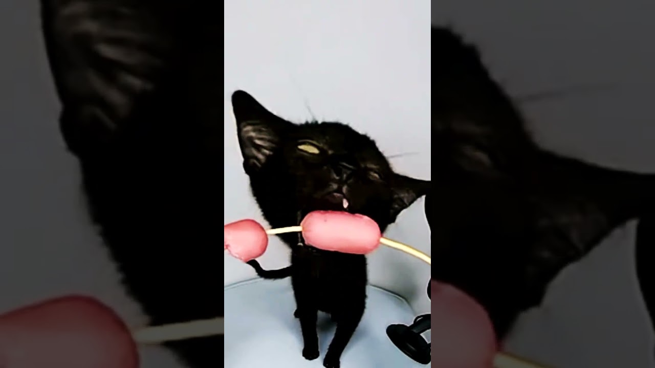 asmr eating sausage 🌭 kitten cat