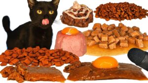ASMR MUKBANG Cat Eating Wet Food, Dry Food & Egg Yolk