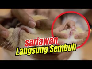 CARA MENGOBATI SARIAWAN PADA KUCING