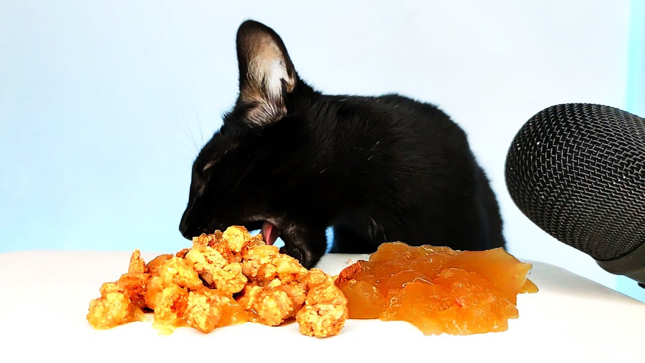 Cat ASMR Eating Wet Food Mukbang