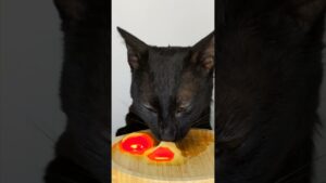 cat asmr 🍳