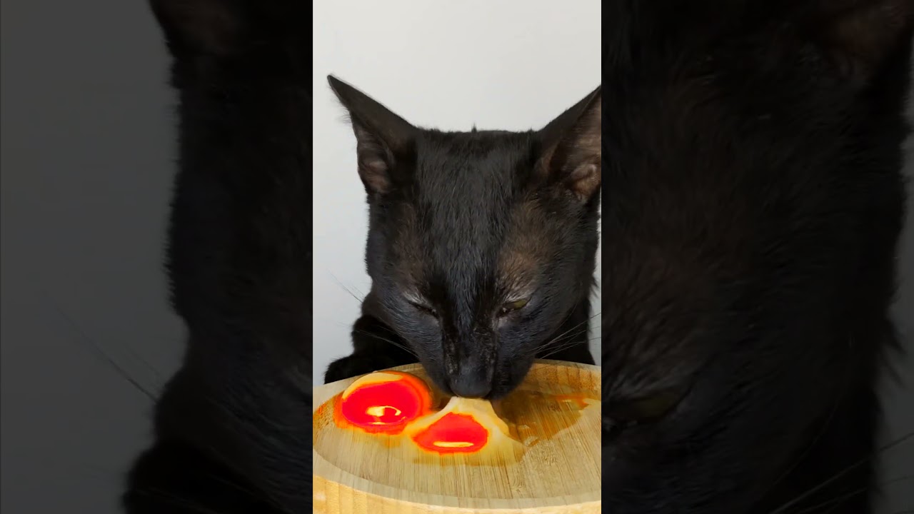 cat asmr 🍳