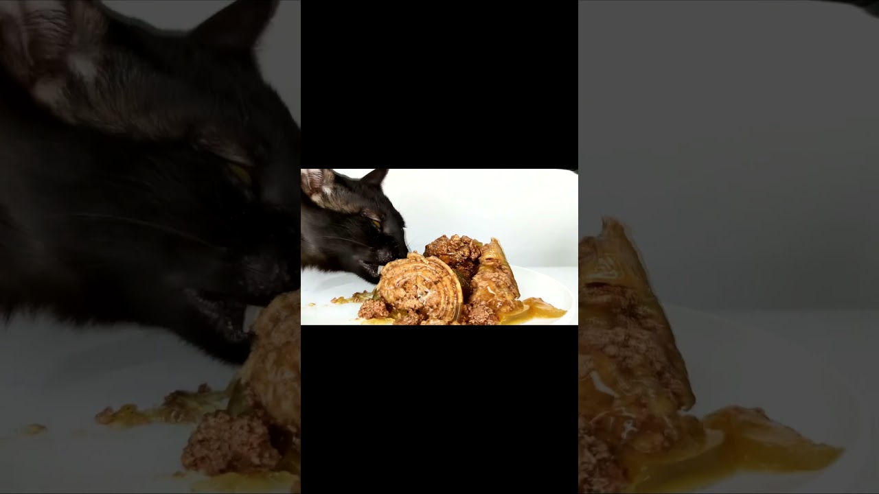 cat asmr 🙀
