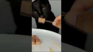 #cat #asmr