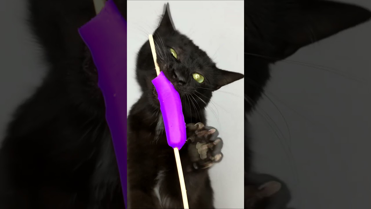 cat eating purple 💜 asmr mukbang