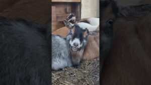 Creepy Smiling Goat