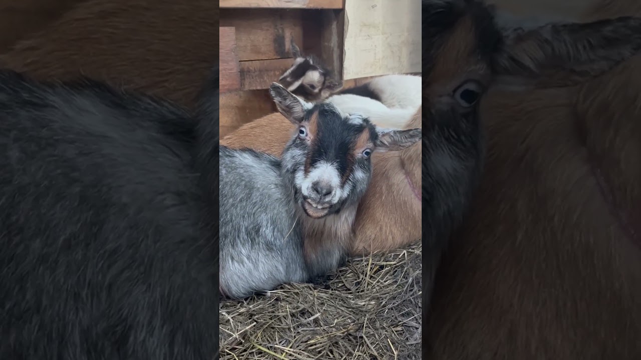 Creepy Smiling Goat