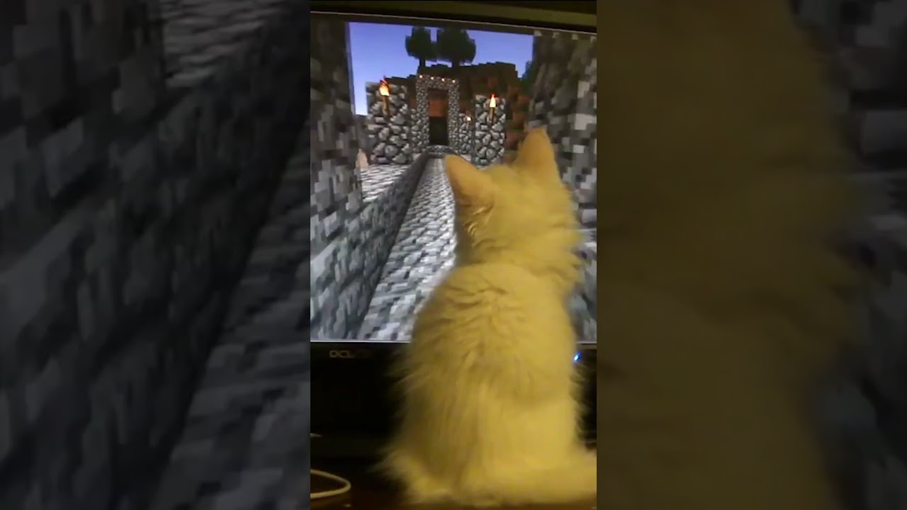 Curious Cat Loves Watching Minecraft #Cats #Kittens #Minecraft
