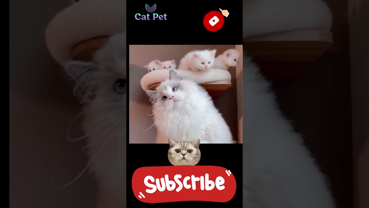 cute cat videos meowing #funny #cat