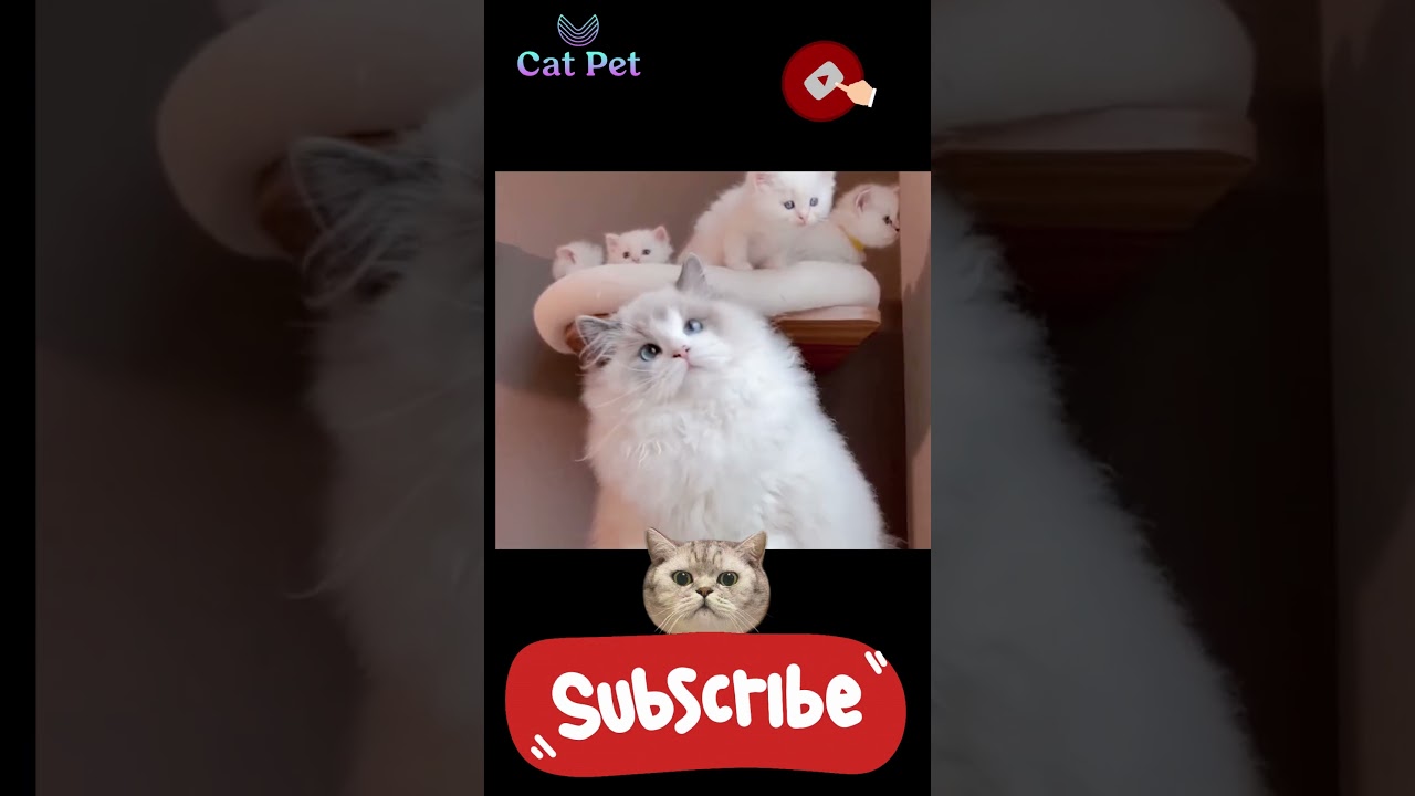 cute cat videos shorts #cat #funny