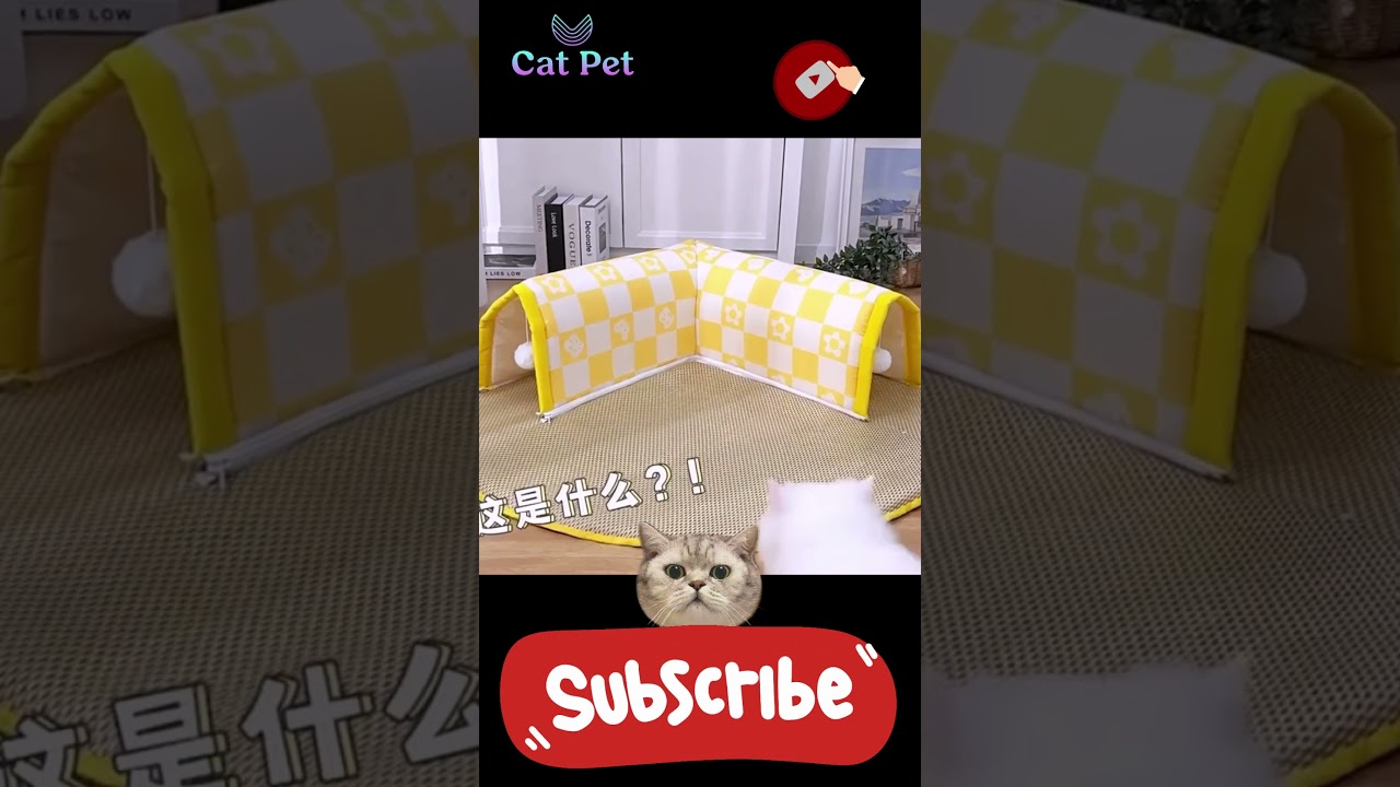 Did Your Cats Mate Here's How to Know for Sure!