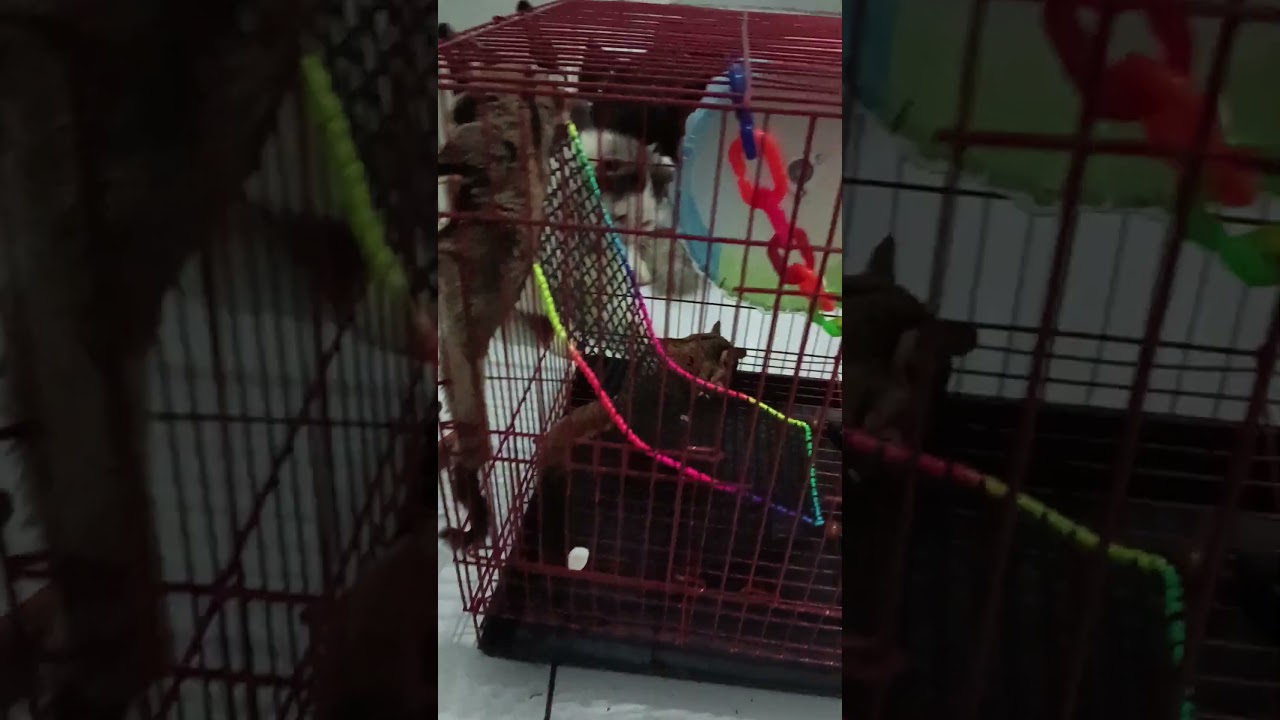 Welcome to new home #プロジェクトセカイ #プロセカ #sugarglider #imut #cute #animals #pets #shorts #feed #catlover