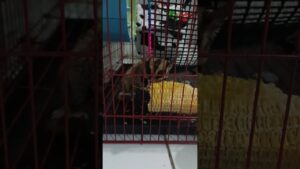 Sugar Glider eat corn #cute #プロセカ #sugarglider #プロジェクトセカイ #animals #pets #feed #funny #shorts #imut