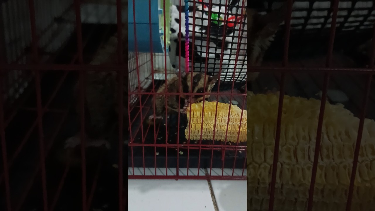 Sugar Glider eat corn #cute #プロセカ #sugarglider #プロジェクトセカイ #animals #pets #feed #funny #shorts #imut