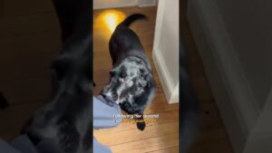 Former Guide Dog Still Loves Helping People Get Around Dog #DogLovers