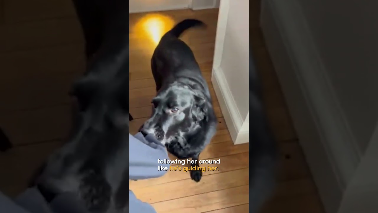 Former Guide Dog Still Loves Helping People Get Around Dog #DogLovers