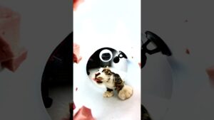 Funny cat eating asmr 😹