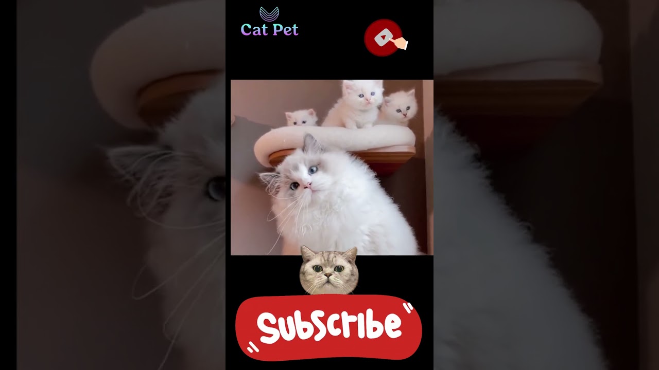 how do cats like to be pet