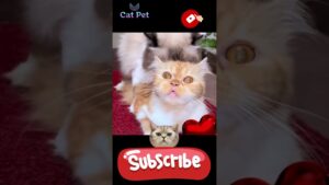 how long do cats have to mate to get pregnant