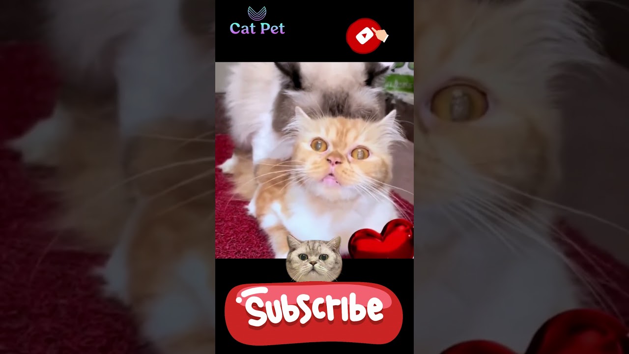 how long do cats have to mate to get pregnant