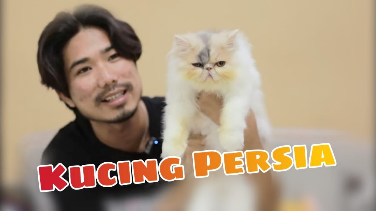KUCING PERSIA , KUCING PERSIA KAMU SEPERTI INI ??