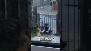 Little Boy Plays With Adorable Puppy Through Fence #Dogs #Puppy #Cute