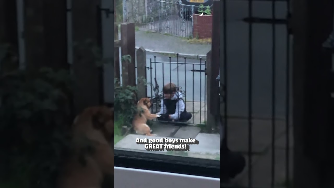 Little Boy Plays With Adorable Puppy Through Fence #Dogs #Puppy #Cute