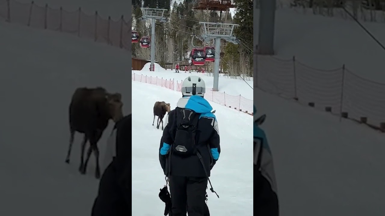 Moose Wanders Into Ski Resort