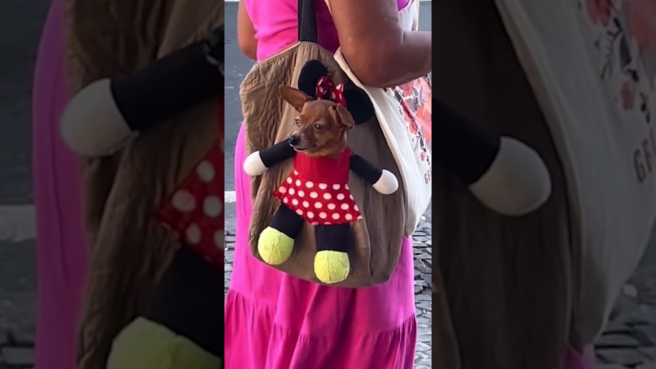 Person Carries Dog in Adorable Cartoon-Themed Backpack