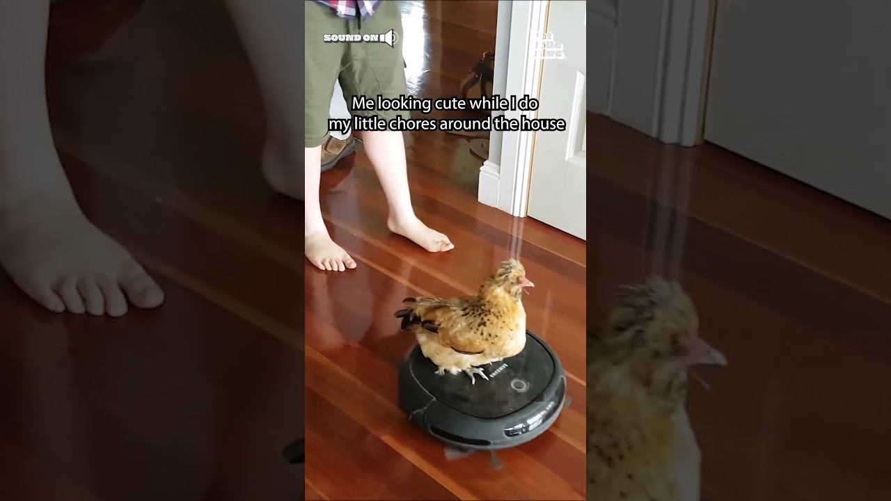 This is nutmeg, the chicken who loves to ride the robot vacuum around the house for some reason 😂💕