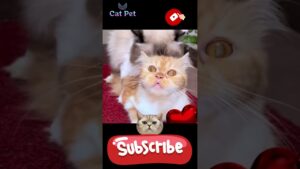 what is the mating process for cats #cat