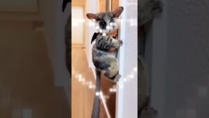what is this animal?? #cuteanimals #sugarglider