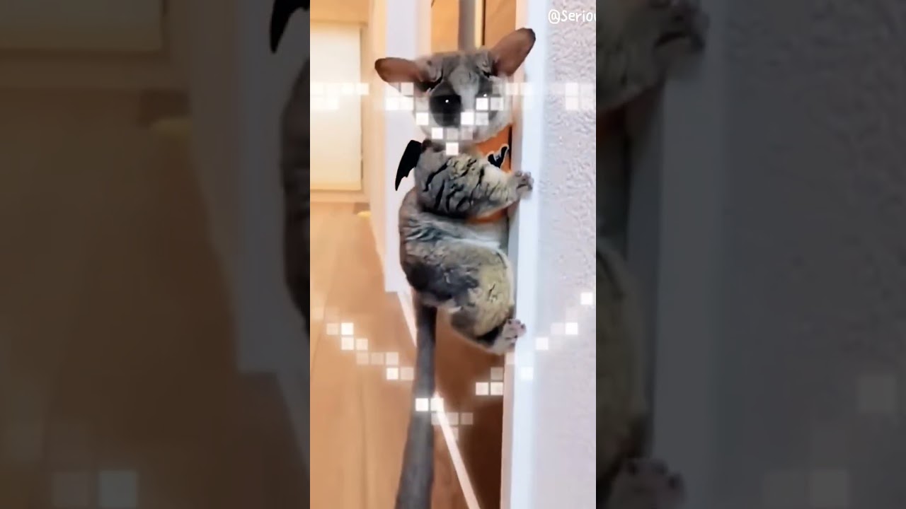 what is this animal?? #cuteanimals #sugarglider