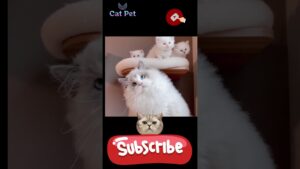 where do cats like to be pet #cat