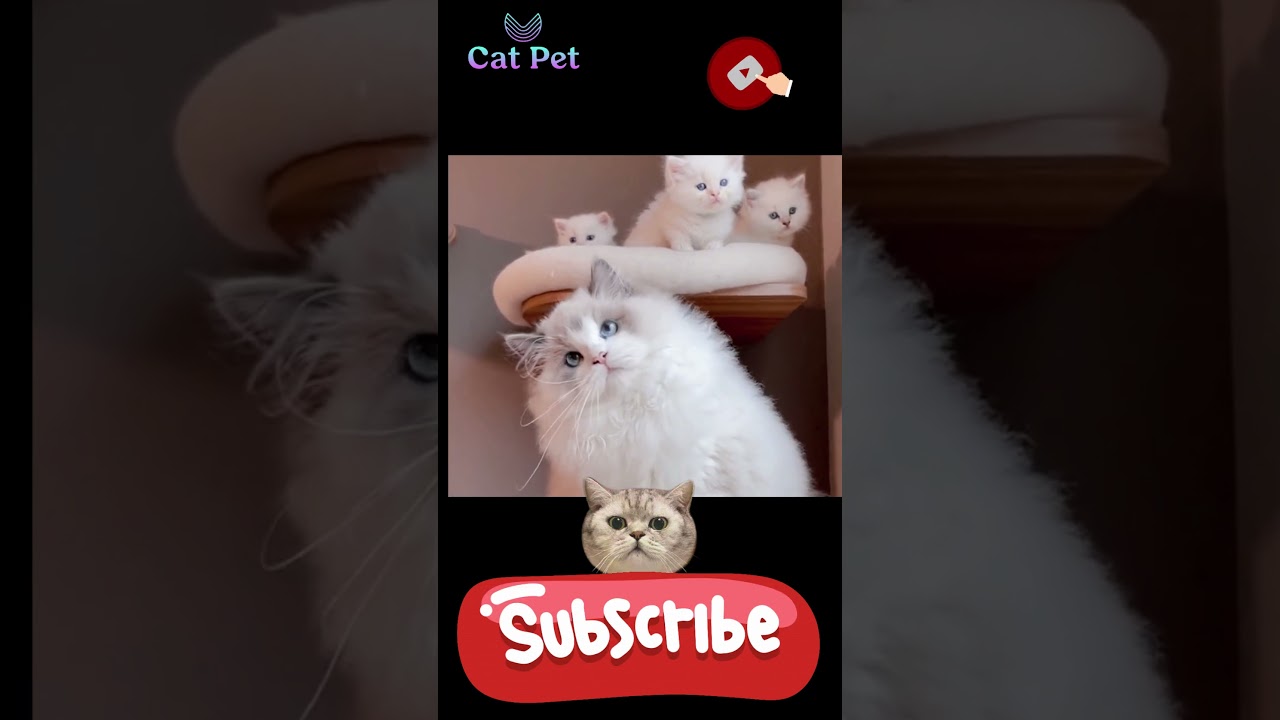 where do cats like to be pet #cat