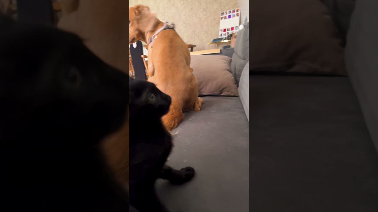 He definitely did that on purpose!!!🤣💥🙀 #Cat #BlackCat #Dog #Funny