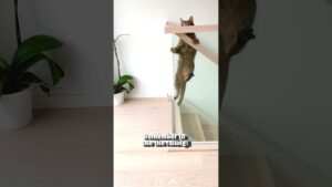 Animals vs stairs: the silliest combo you've ever seen! 😂🐕 #Dog #Cat #Funny