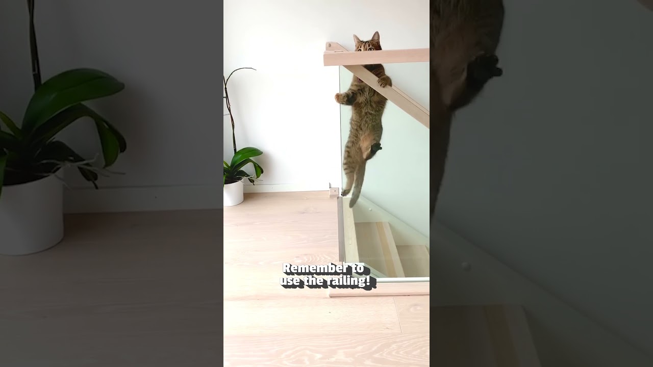 Animals vs stairs: the silliest combo you've ever seen! 😂🐕 #Dog #Cat #Funny