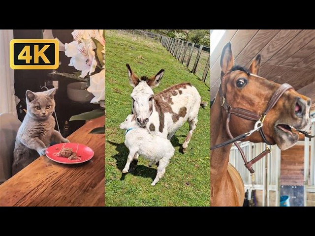 1 Hour Of Viral Animal Videos | FUNNY Animal Shorts