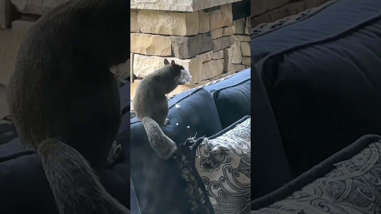 Just a lil snack! 🤣💥🐿️ #Squirrel #Funny #SquirrelMemes