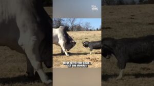 ‼️ These goats are NOT camera-friendly 🐐🤬😈  #Funny #FarmAnimals #Goat