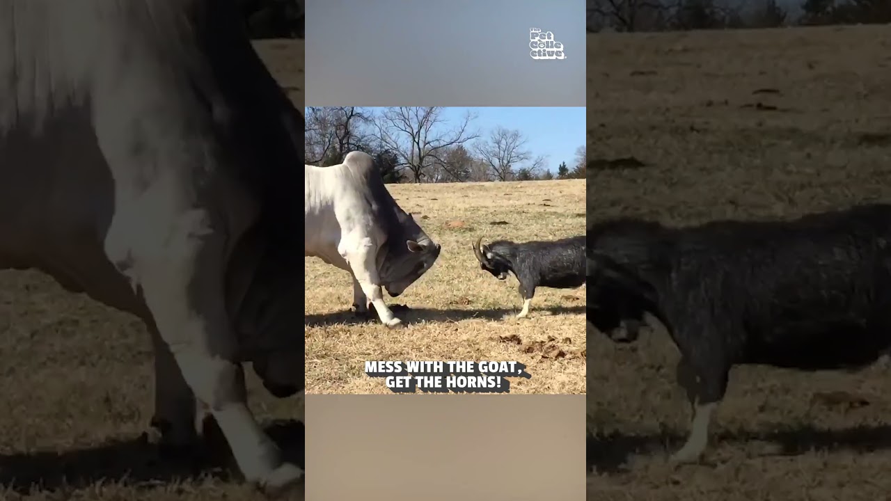 ‼️ These goats are NOT camera-friendly 🐐🤬😈  #Funny #FarmAnimals #Goat