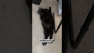 Adorable Kitty Begs Owner For Belly Rubs