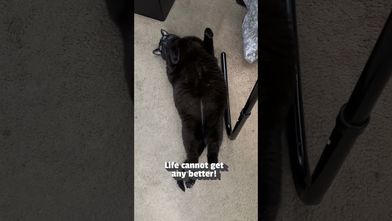 Adorable Kitty Begs Owner For Belly Rubs
