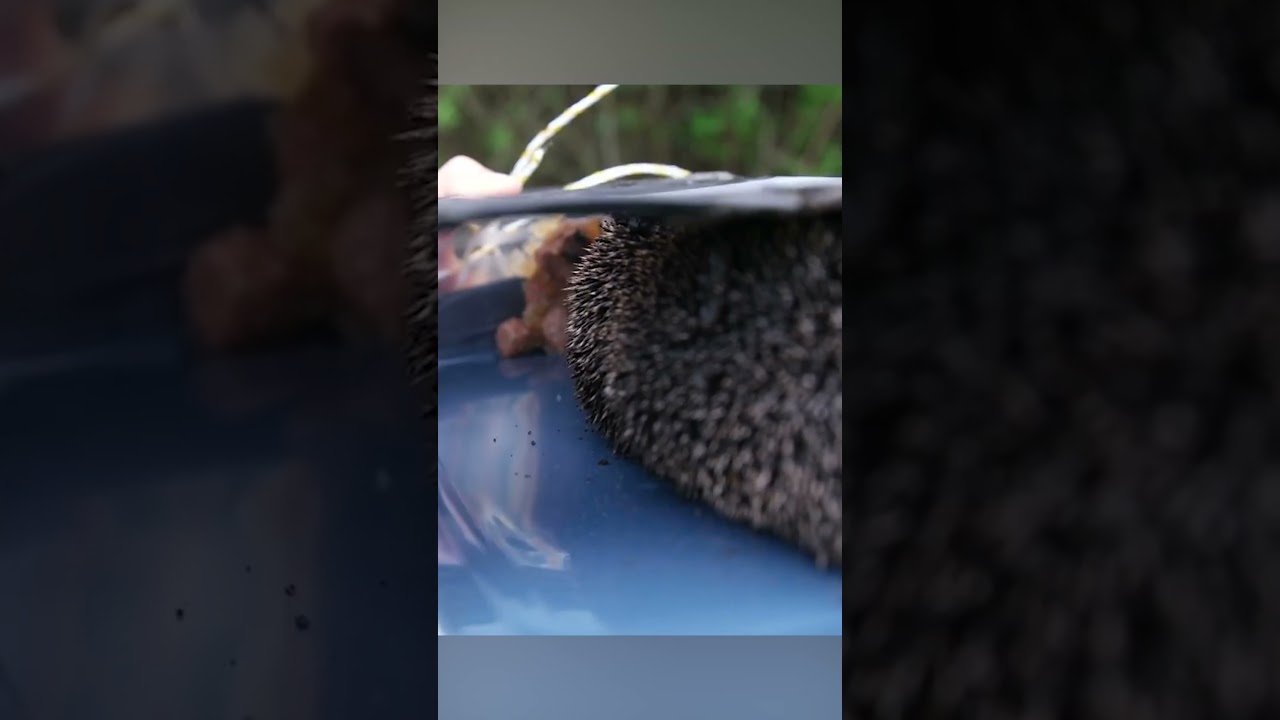 Amazing Hedgehog Rescue | Hero Of The Week #Hedgehog #AnimalRescue #Farm