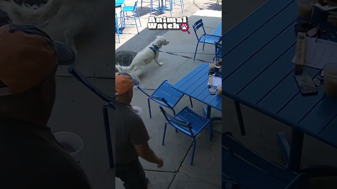 Animals Causing Chaos 🤣‼️ | Animal Watch