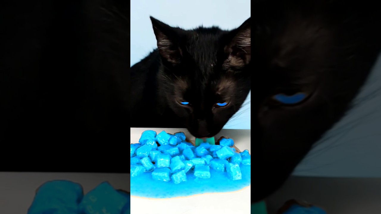 Asmr Mukbang Cat Eating Cyan 💙